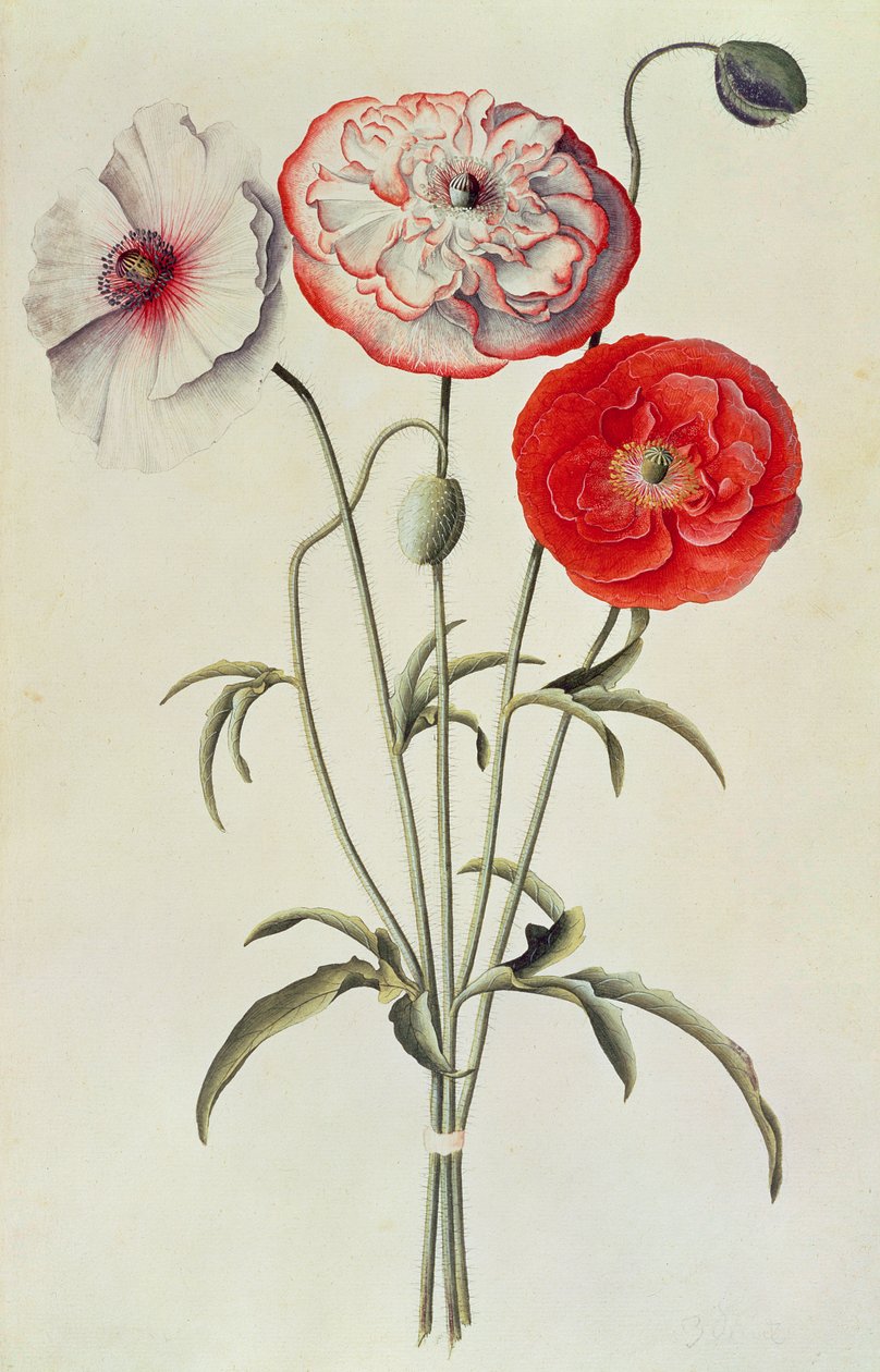 Mák: kukuřice (Papaver Rhoeas) od Georg Dionysius Ehret