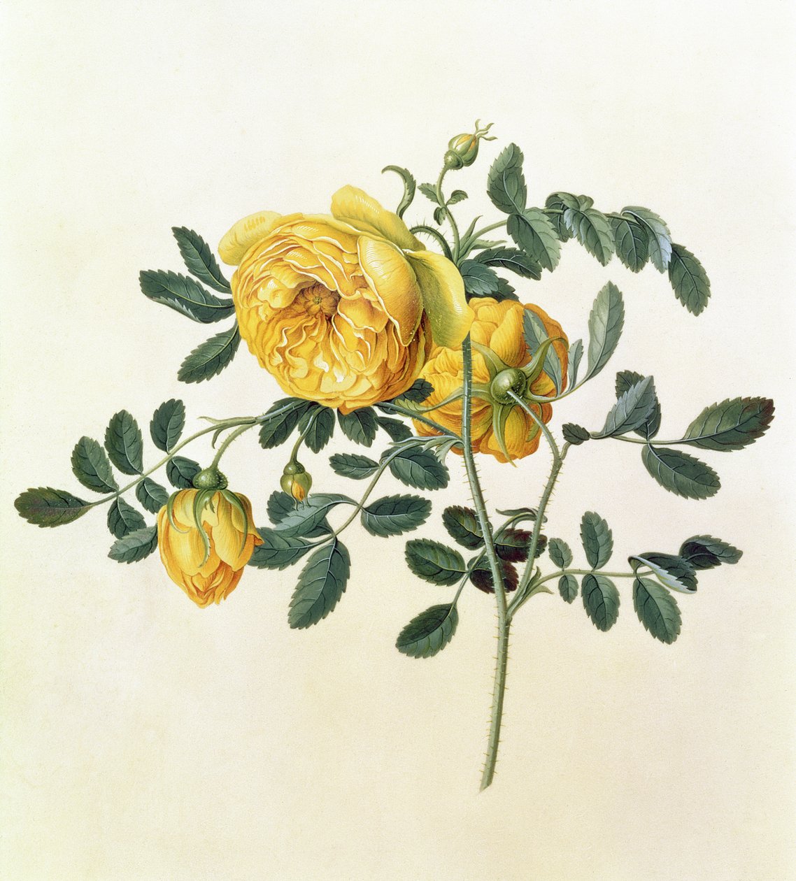Rosa hemispherica, 18. století od Georg Dionysius Ehret