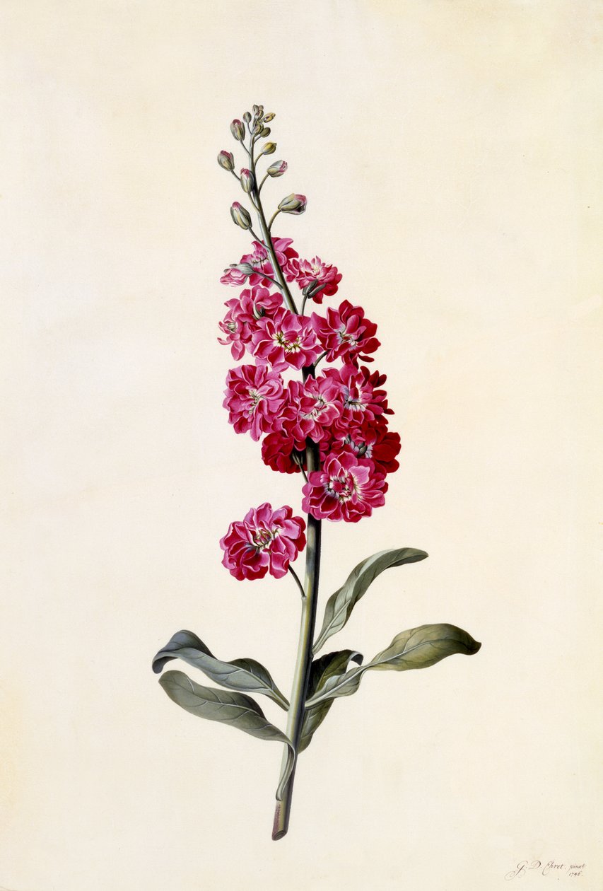 Stock, Matthiola incana, c.1746 (ručně kolorovaná rytina) od Georg Dionysius Ehret