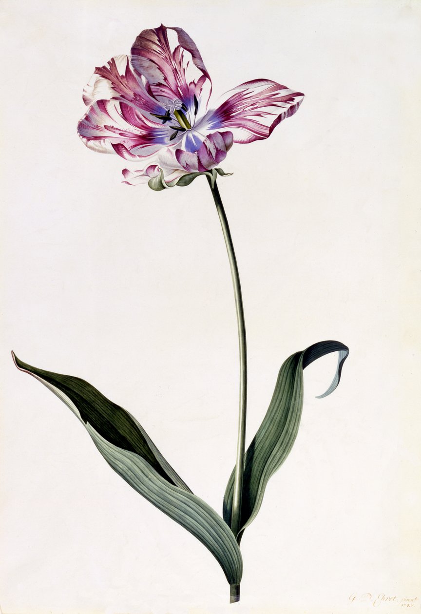 Tulipán, asi 1745 (ručně kolorovaná rytina) od Georg Dionysius Ehret