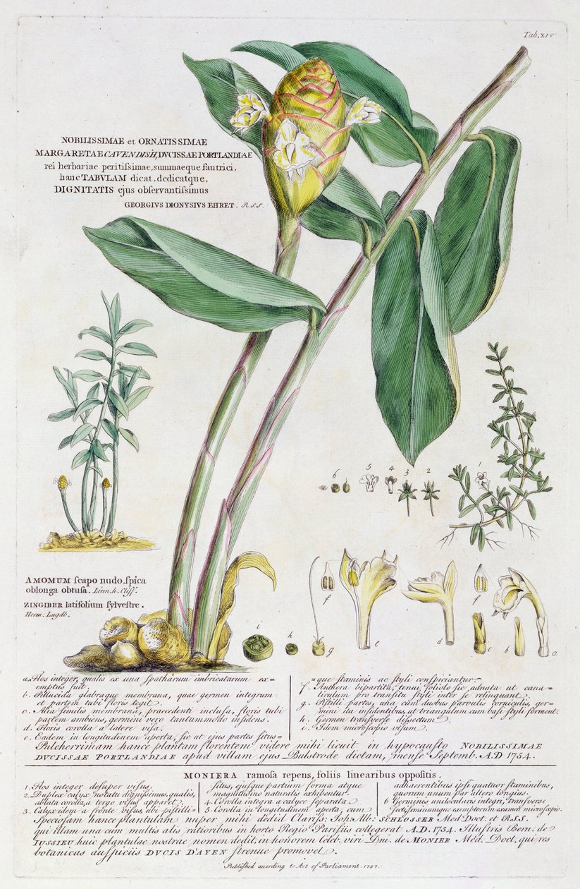 Zingiber latifolium a Amomum, 1754 od Georg Dionysius Ehret