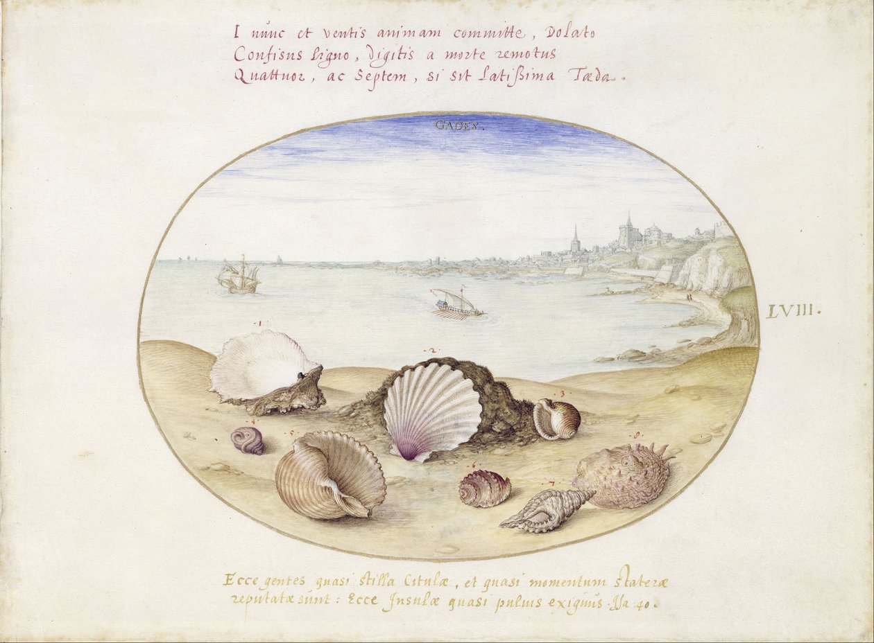 Mušle a výhled na Cadiz od Georg Hoefnagel