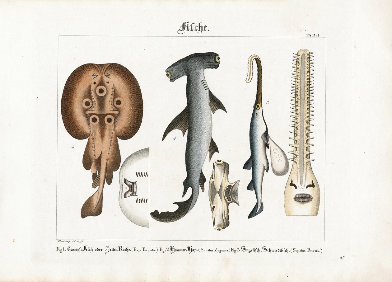Zvláštní druhy mořských ryb od Georg Bretzing