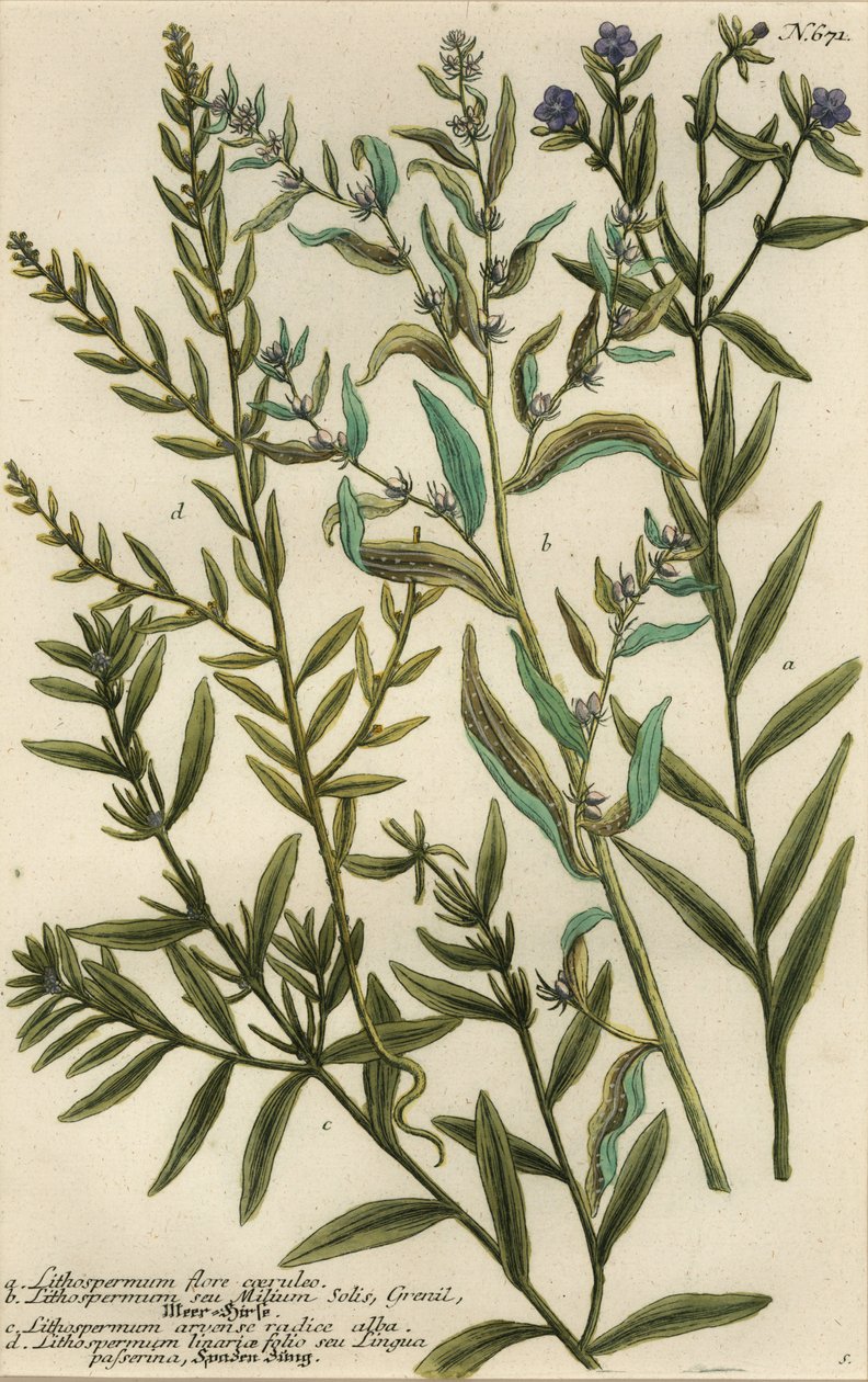 Odrůdy Gromwell, druhy Lithospermum od Georg Dionysius (after) Ehret