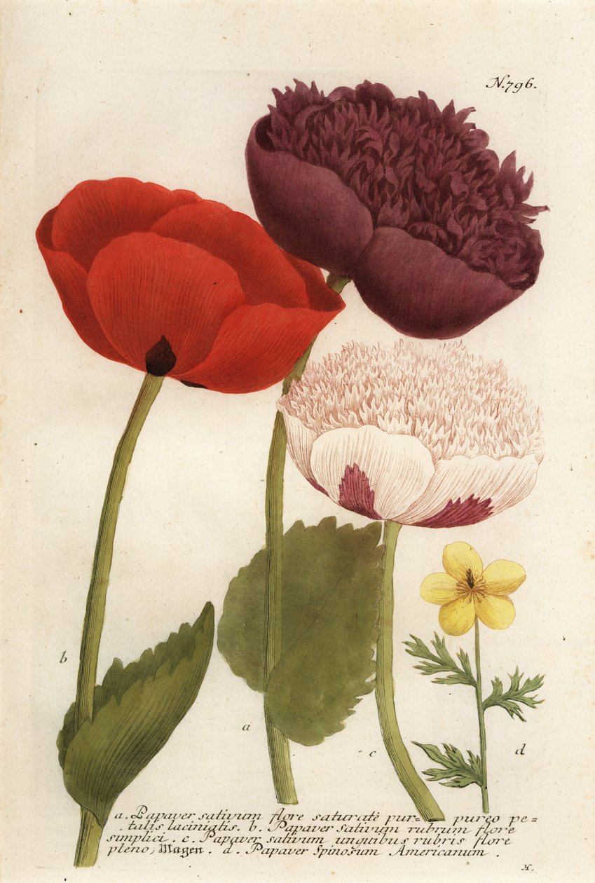 Odrůdy máku opia, Papaver somniferum a Anemone mexicana od Georg Dionysius (after) Ehret