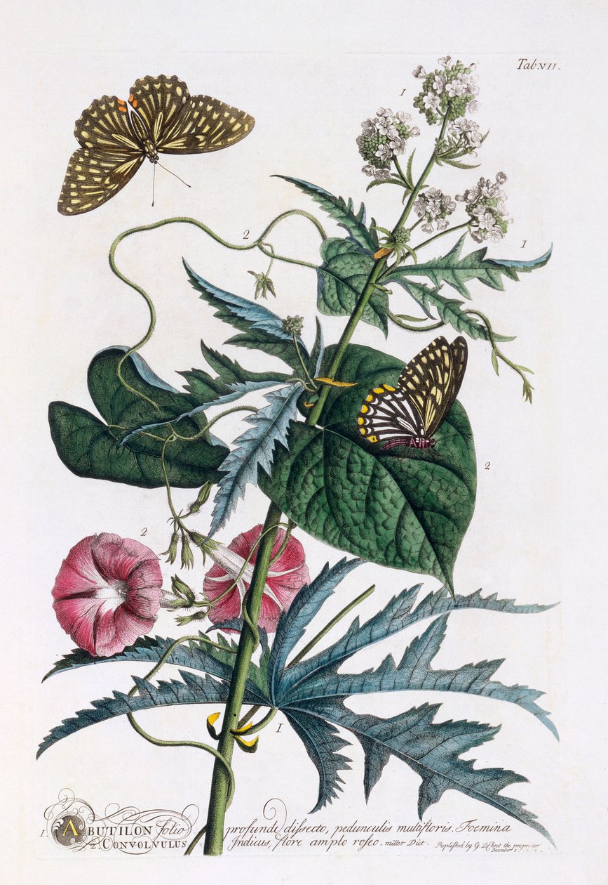 1. Abutilon, 2. Convolvulus, c. 1748 ručně kolorovaná rytina. od "Georg Dionysius Ehret