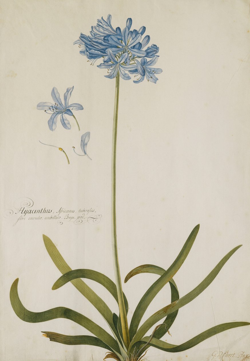 Agapanthus, od Georg Dionysius Ehret