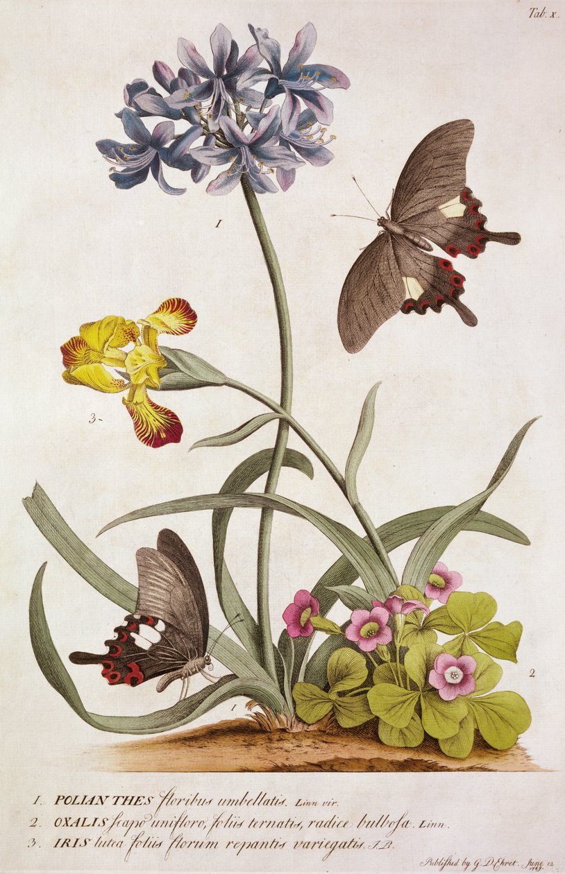 Agapanthus africanus, Iris variegata a druh Oxalis, z „Plantae a Papiliones Rariores“, 1749 od Georg Dionysius Ehret