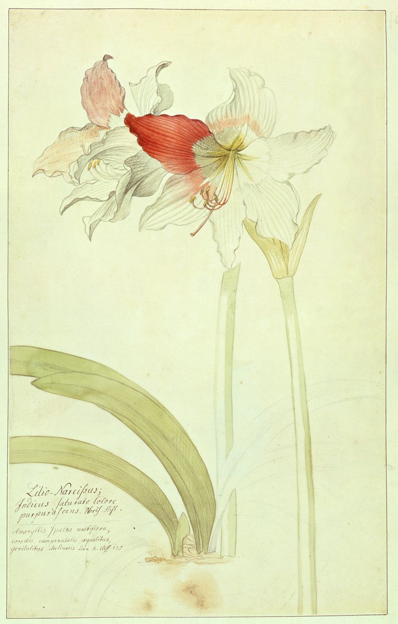 Amaryllis: Lilio-Narcissus, Indicus od Georg Dionysius Ehret