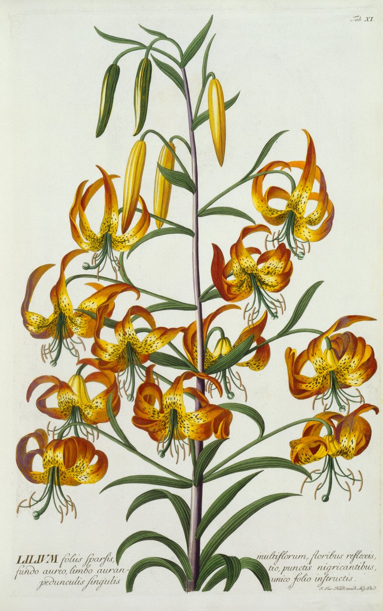 Americká Turkscap Lily, c. 1740 ručně kolorovaná rytina. od "Georg Dionysius Ehret