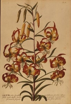 American Turkscap Lily z 