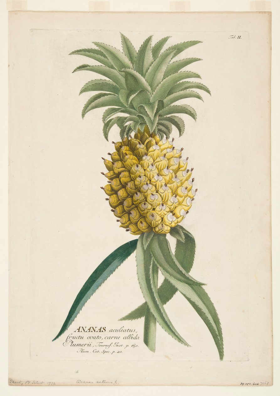 Ananas sativus, ananas, c1740-1770. od Georg Dionysius Ehret