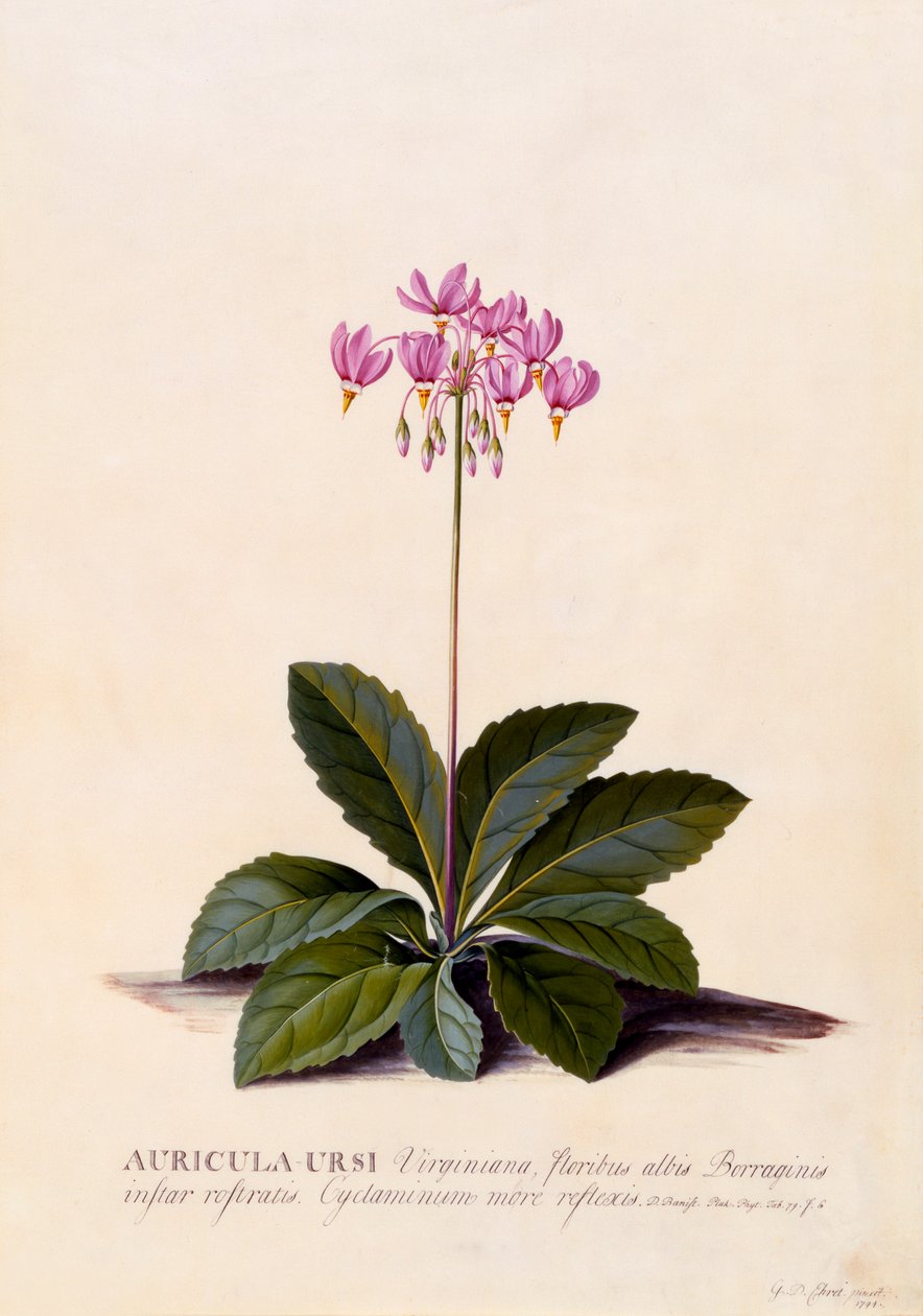 Auricula Ursi Shooting Star, c. 1744 ručně kolorovaná rytina. od "Georg Dionysius Ehret