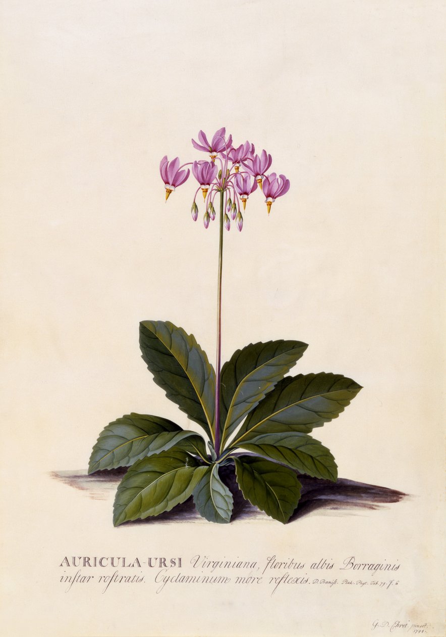 Auricula ursi, Shooting Star, c.1744 (ručně kolorovaná rytina) od Georg Dionysius Ehret