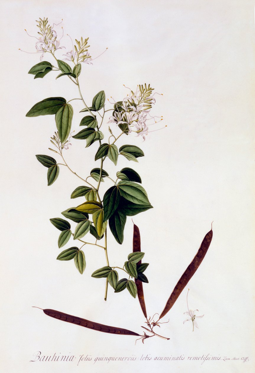Bauhinia, c. 1745 ručně kolorovaná rytina. od "Georg Dionysius Ehret