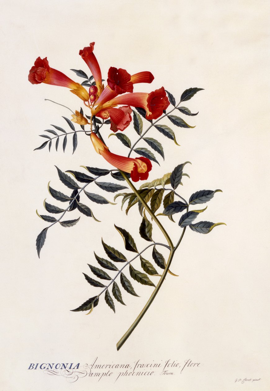 Bignonia Americana, c.1743 (ručně kolorovaná rytina) od Georg Dionysius Ehret
