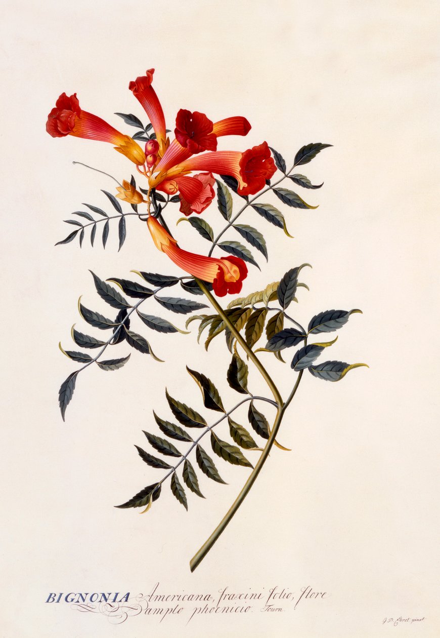 Bignonia Americana, c. 1743 ručně kolorovaná rytina. od "Georg Dionysius Ehret