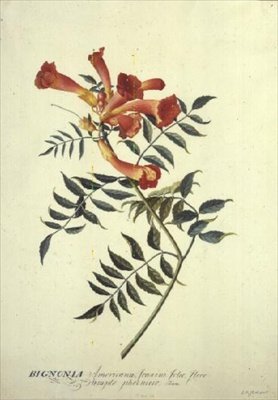 Bignonia americana, akvarel od Georg Dionysius Ehret