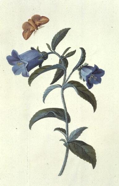 Zvonek canterburský (Campanula) od Georg Dionysius Ehret