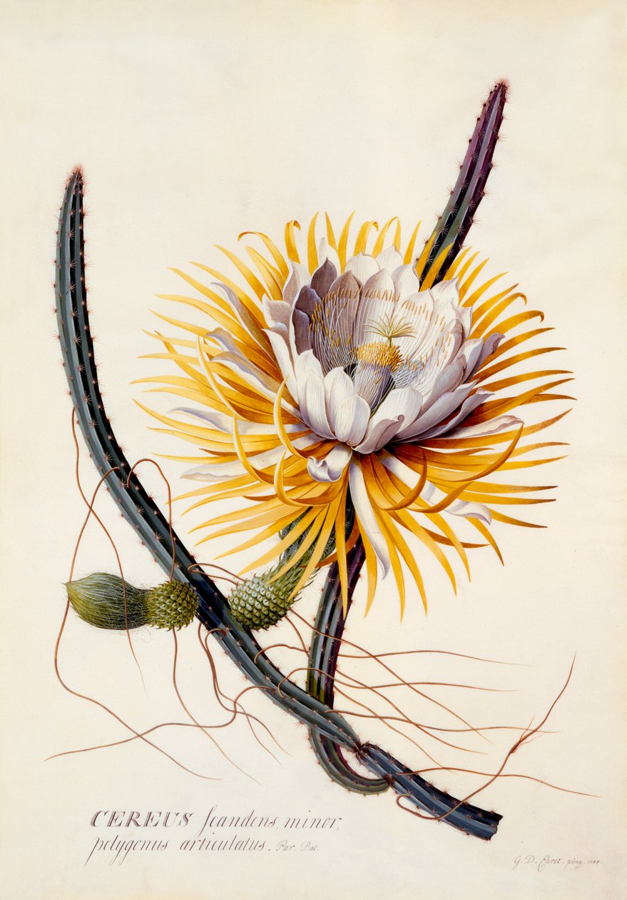 Cereus Královna noci, c. 1744 ručně kolorovaná rytina. od "Georg Dionysius Ehret