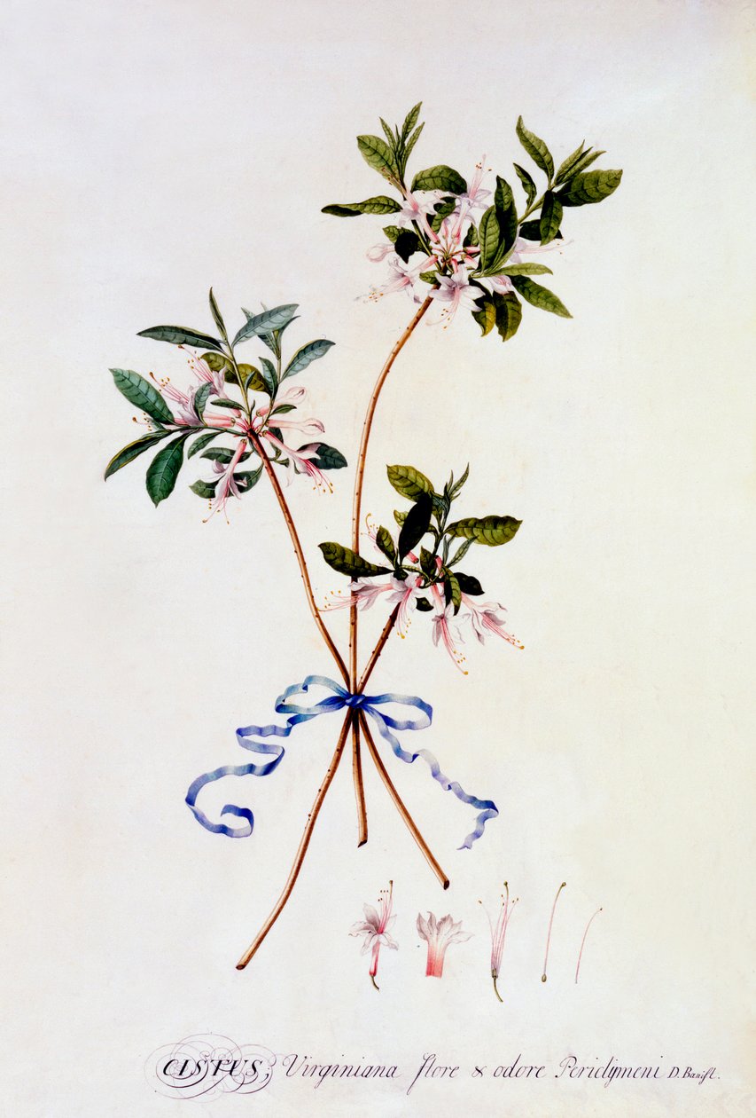 Cistus Virginiana, c. 1743 ručně kolorovaná rytina. od "Georg Dionysius Ehret