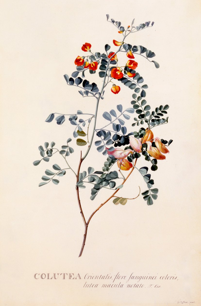Colutea, c. 1745 ručně kolorovaná rytina.. od "Georg Dionysius Ehret