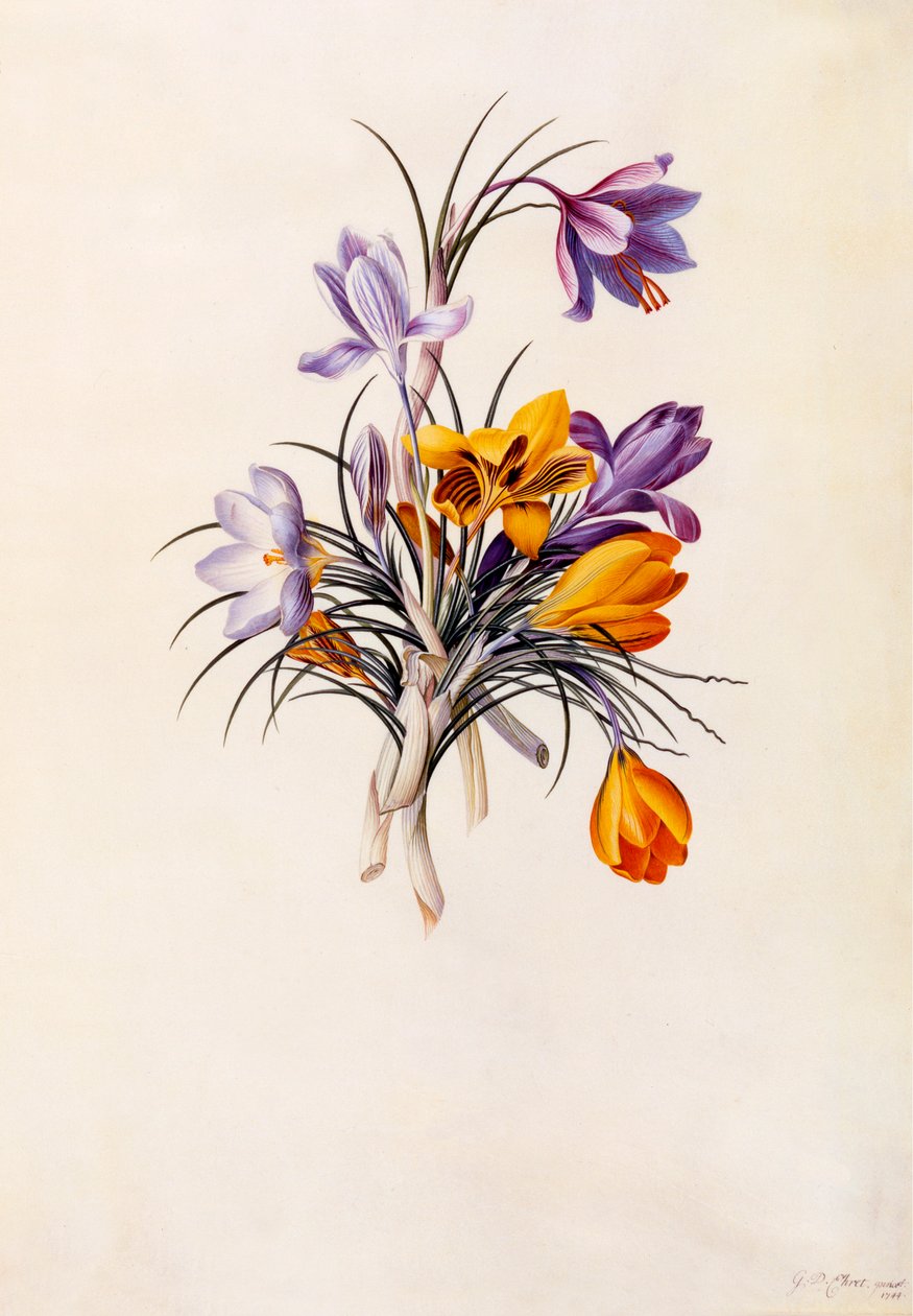 Krokusy, c. 1744 ručně kolorovaná rytina. od "Georg Dionysius Ehret