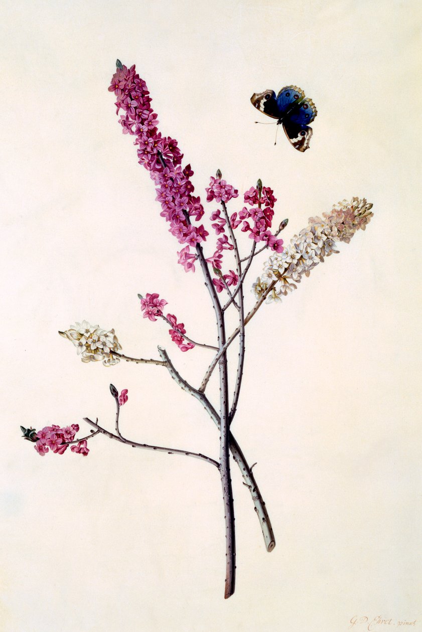 Daphne Mezereum s motýlem, c. 1740 ručně kolorovaná rytina. od "Georg Dionysius Ehret