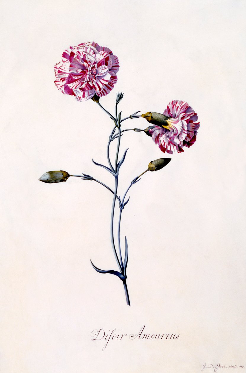 Difor Amourius Karafiát, c. 1745 ručně kolorovaná rytina. od "Georg Dionysius Ehret