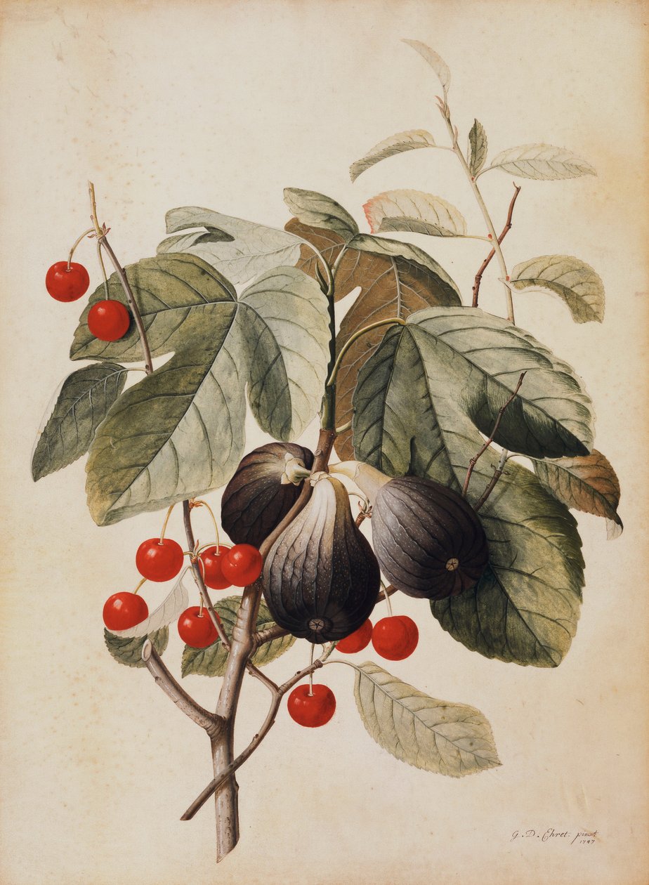 Fíky a třešně, 1747 od Georg Dionysius Ehret