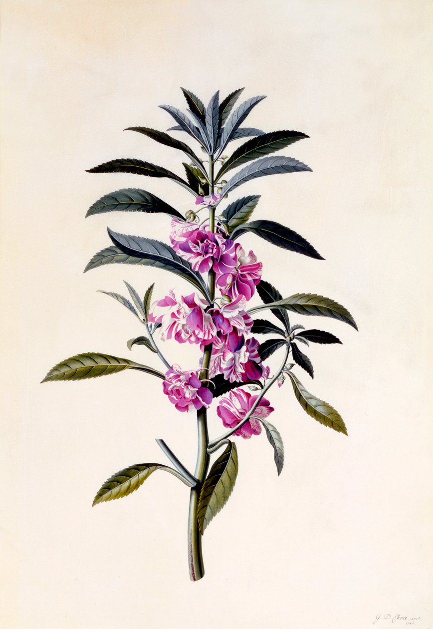 Garden Balsam Impatiens Balsamina, c. 1746 ručně kolorovaná rytina. od "Georg Dionysius Ehret