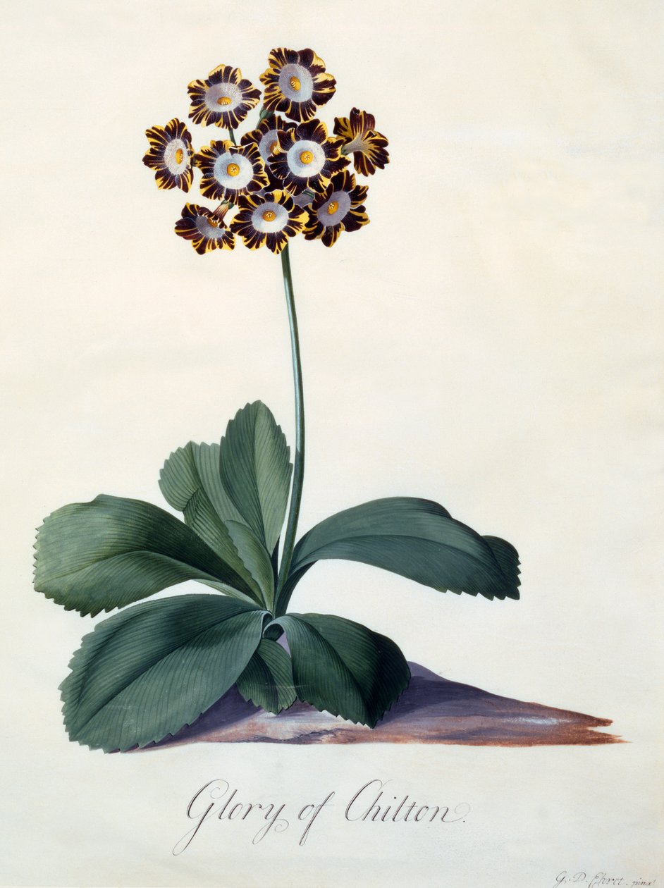 Glory of Chilton c. 1745 ručně kolorovaná rytina. od "Georg Dionysius Ehret