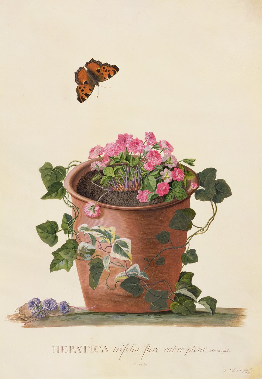 Hepatica trifolia (Nobilis), 1745 (kvaš na pergamenu) od Georg Dionysius Ehret