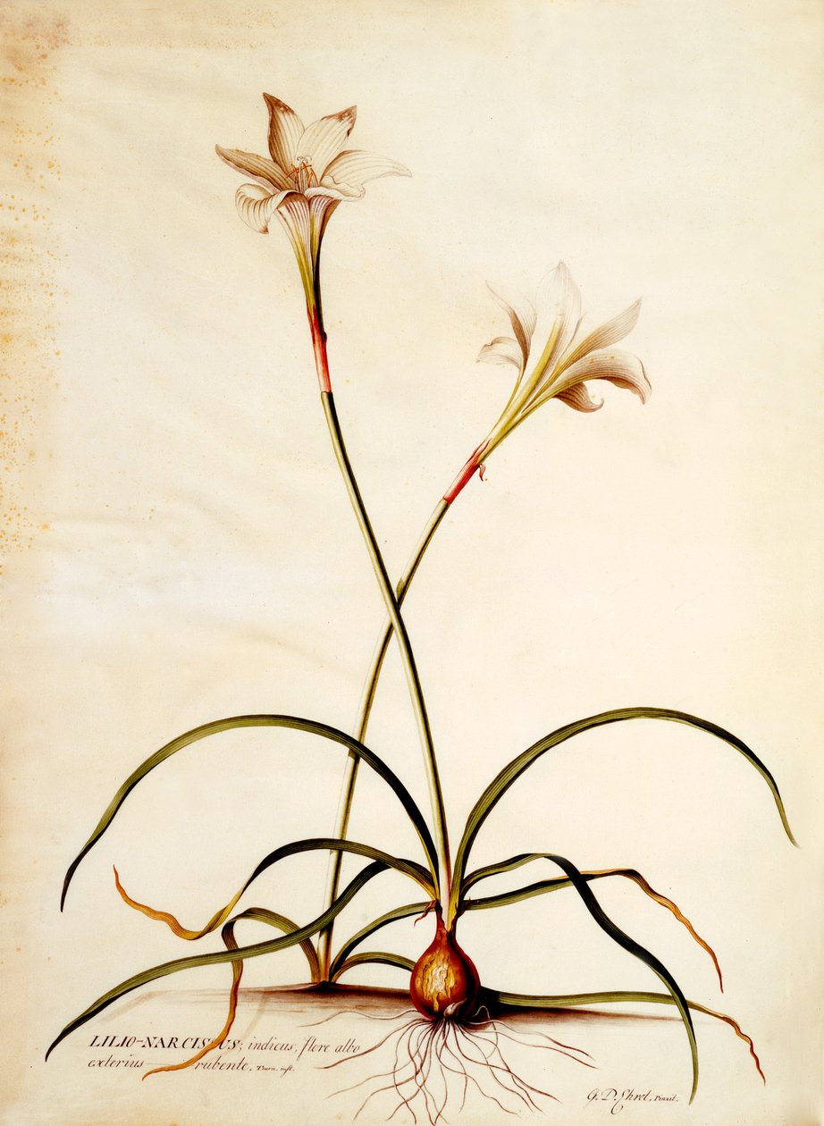 Lilio Narcissus, cca 1745 (ručně kolorovaná rytina) od Georg Dionysius Ehret