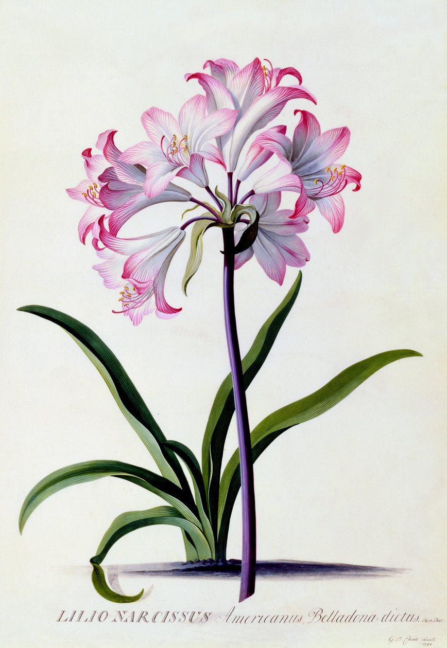 Lilio Narcissus, c. 1744 ručně kolorovaná rytina. od "Georg Dionysius Ehret