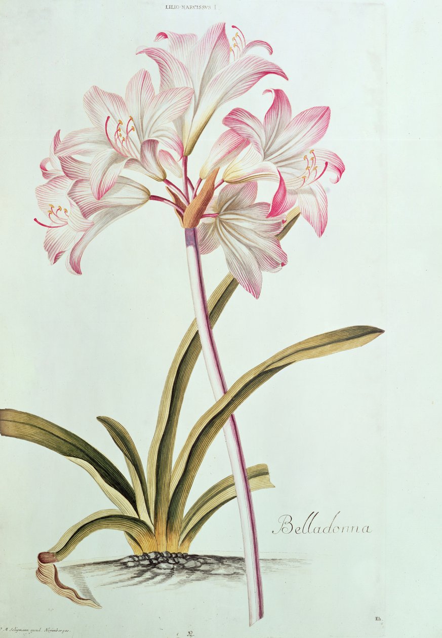 Lily: Lilium Belladonna (pl.12) z Trew