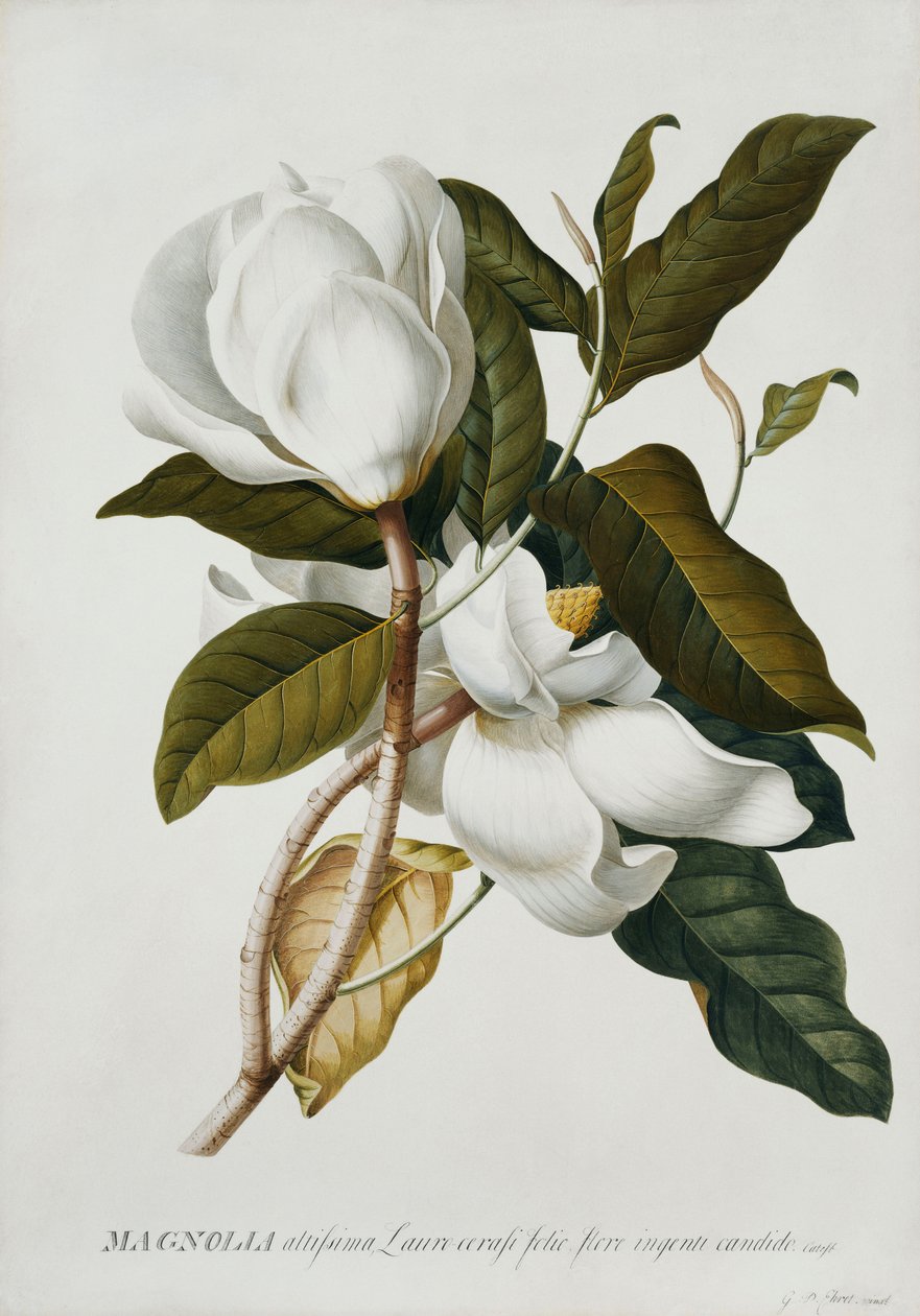 Magnólie, od Georg Dionysius Ehret