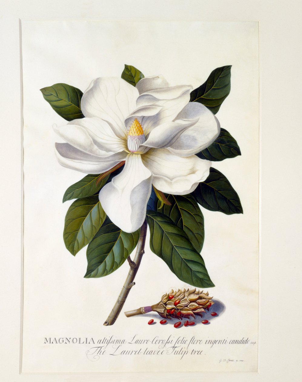 Magnolia Grandiflora, c. 1743 ručně kolorovaná rytina. od "Georg Dionysius Ehret