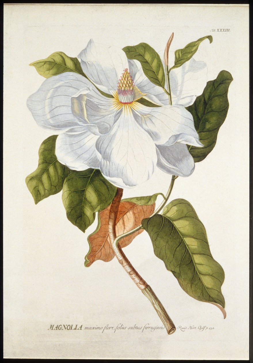 Magnolia in Great Bloom, c1740-1770. od Georg Dionysius Ehret