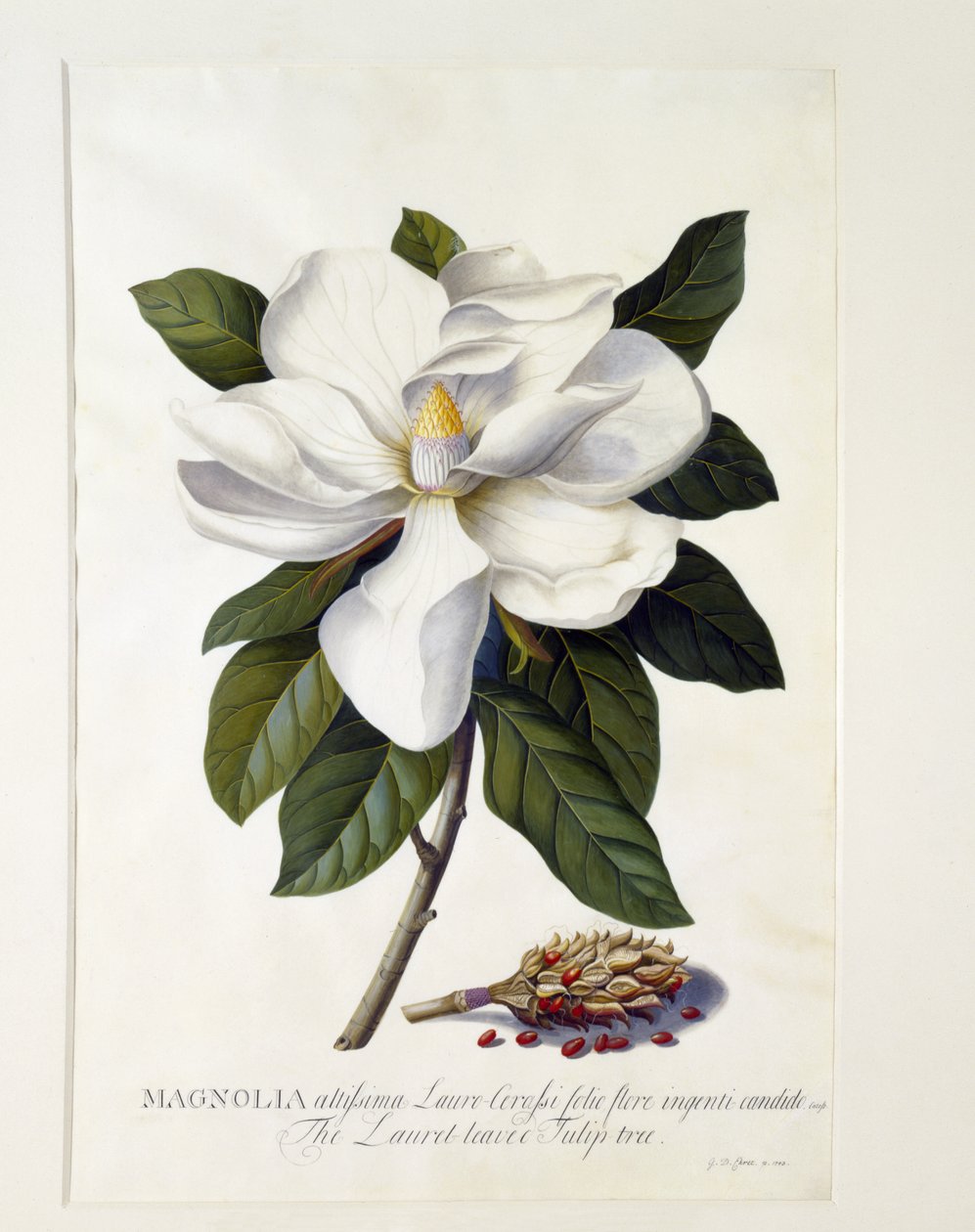 Magnolia grandiflora, c.1743 (ručně kolorovaná rytina) od Georg Dionysius Ehret