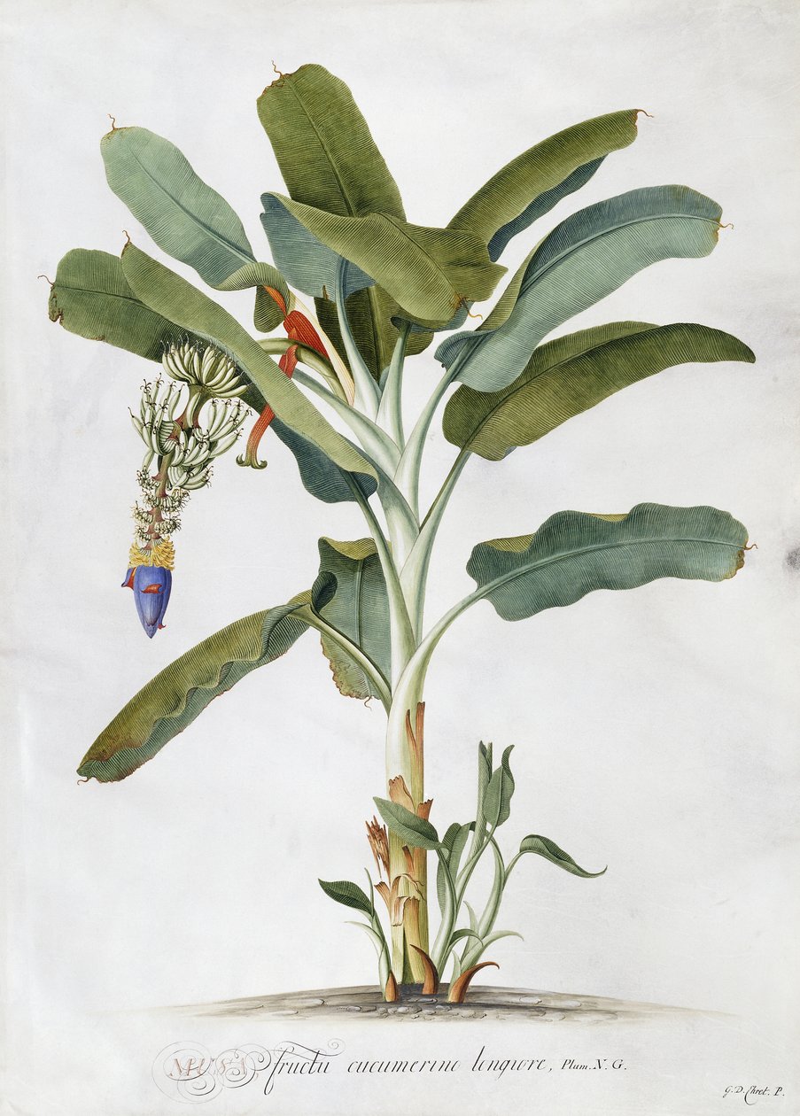 Musa, od Georg Dionysius Ehret