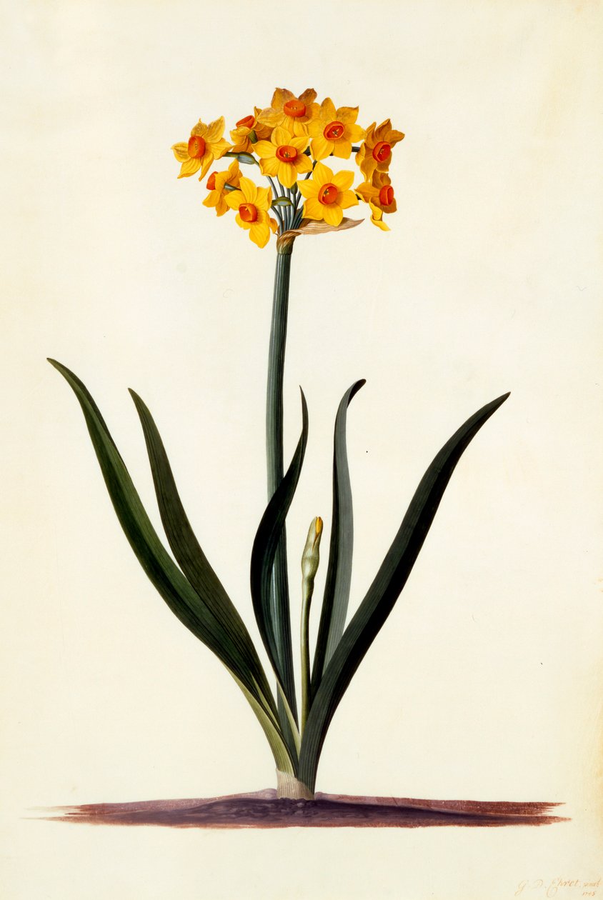 Narcis, c. 1745 ručně kolorovaná rytina. od "Georg Dionysius Ehret