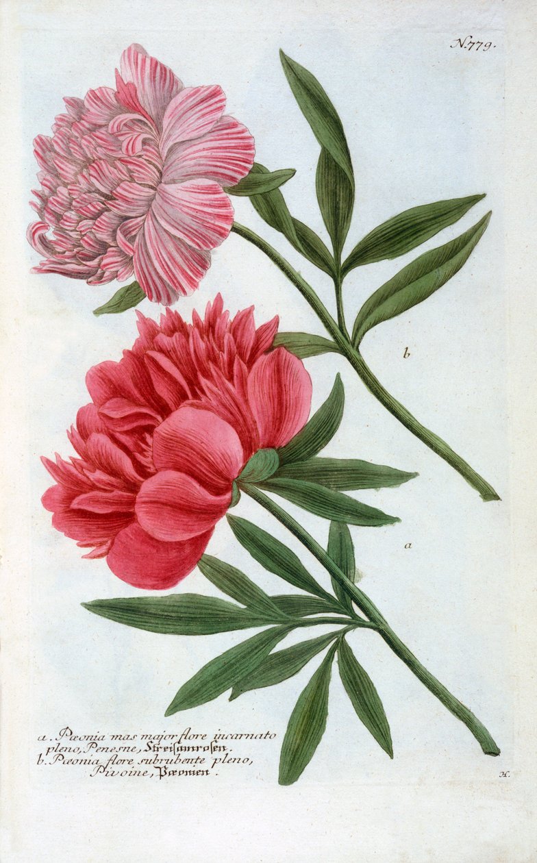 Paeonia, 1737 ručně kolorovaná rytina. od "Georg Dionysius Ehret