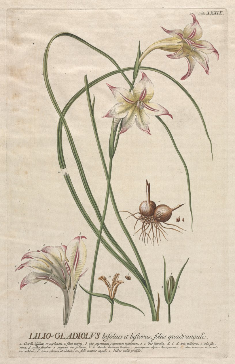 Plantae Selectae: č. 39 - Lilio-Gladiolus. od Georg Dionysius Ehret