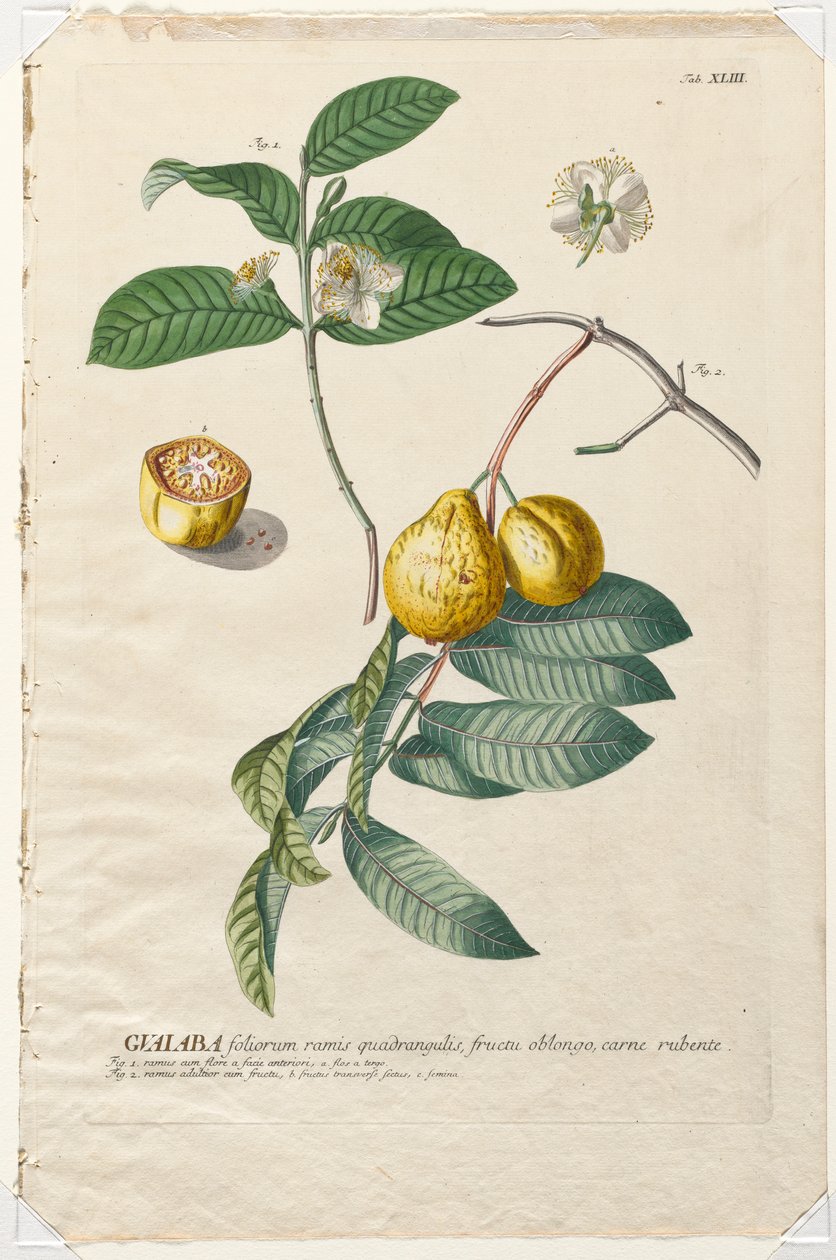 Vybrané rostliny 43 - Guaiaba. od Georg Dionysius Ehret