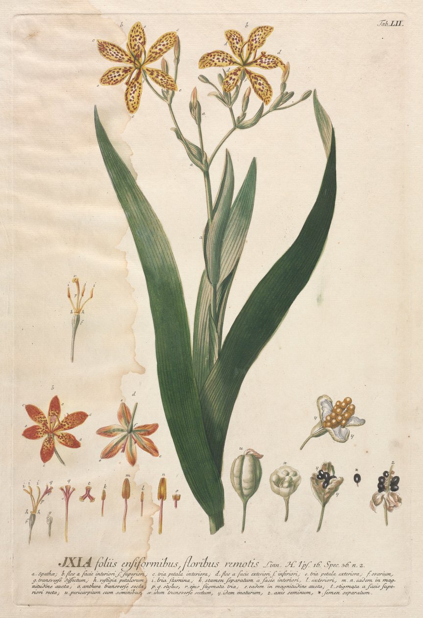 Plantae Selectae: č. 52 - Ixia. od Georg Dionysius Ehret