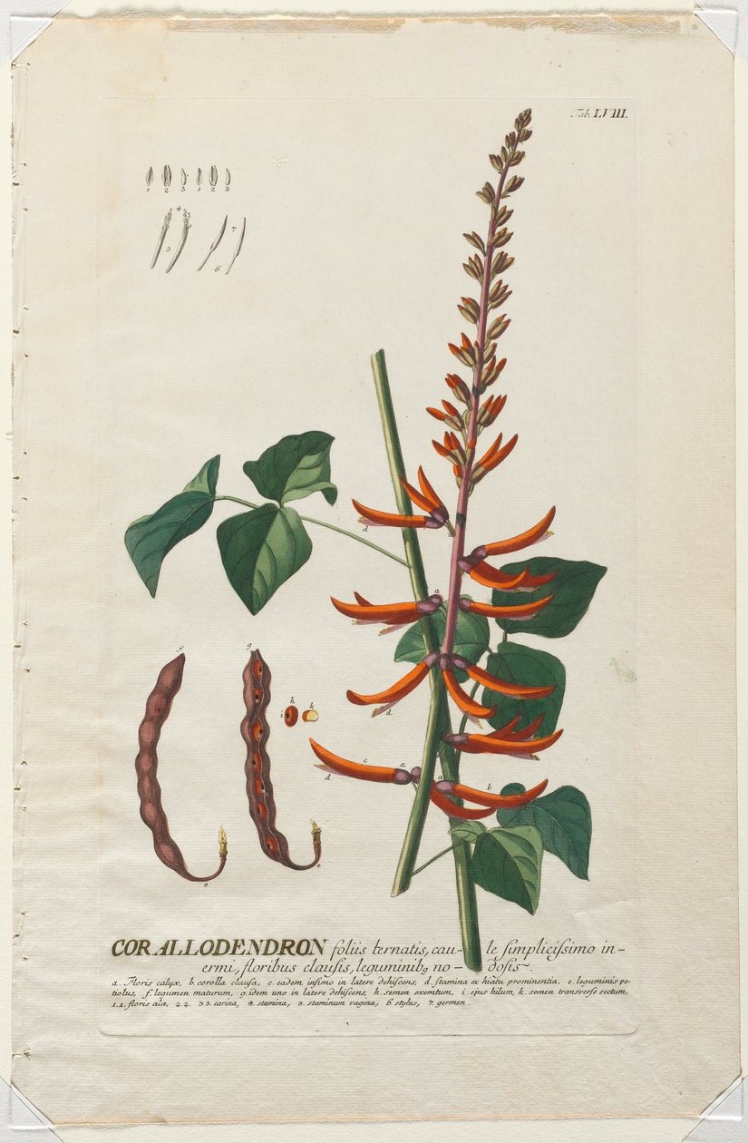 Vybrané rostliny 58 - Corallodendron. od Georg Dionysius Ehret