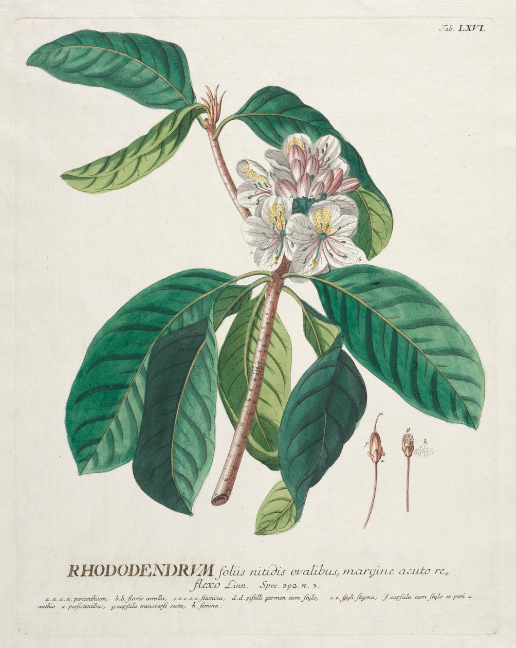 Plantae Selectae: č. 66 - Rhododendron. od Georg Dionysius Ehret