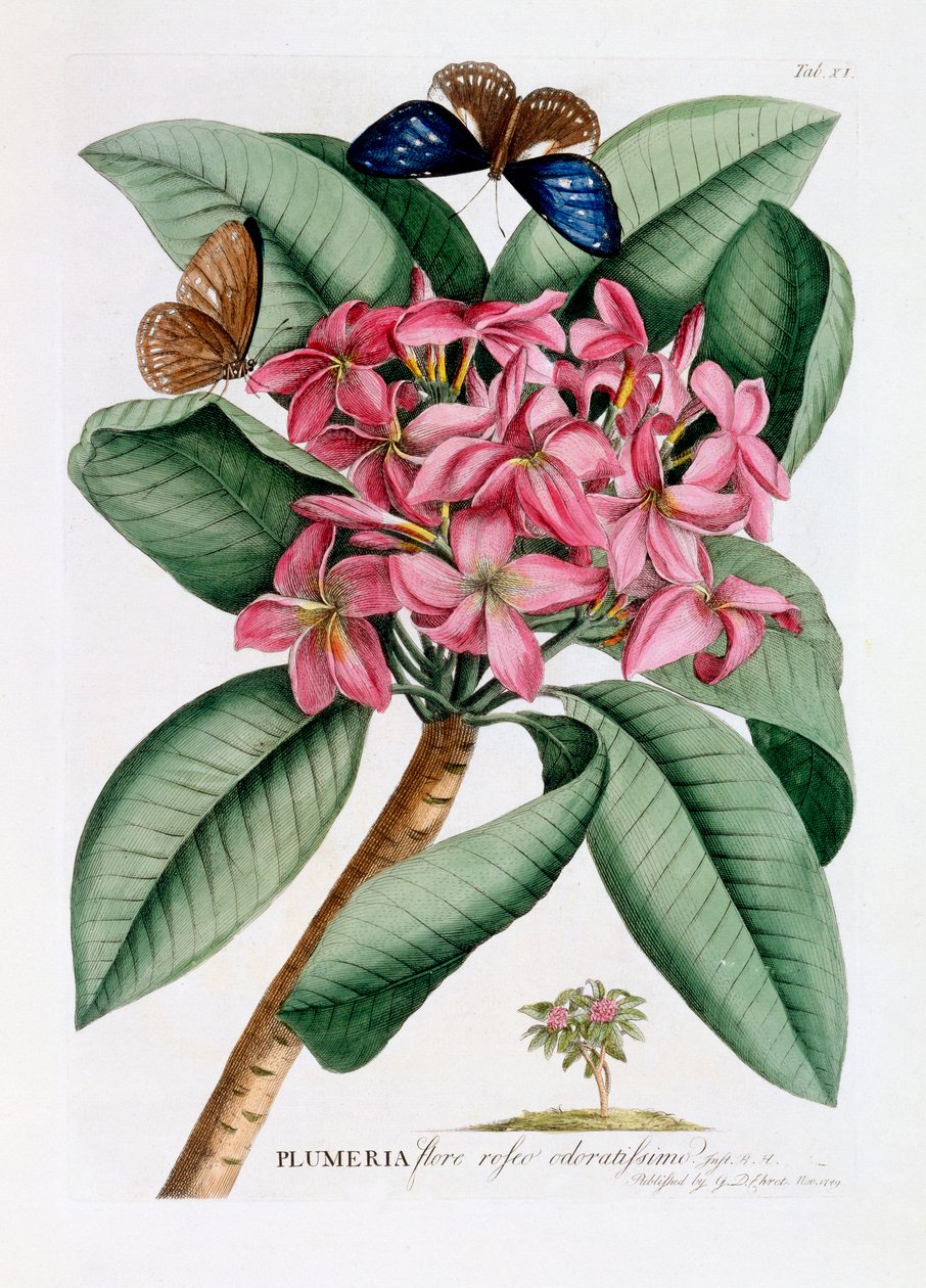 Plumeria, c. 1749 ručně kolorovaná rytina. od "Georg Dionysius Ehret