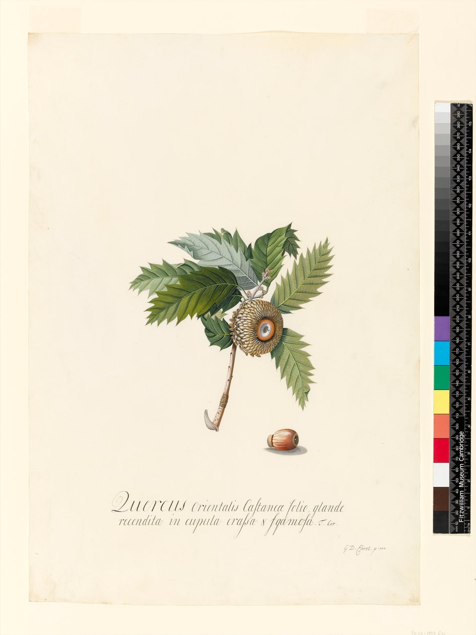 Quercus Orientalis, 1742 (wc a tělová barva na pergamenu) od Georg Dionysius Ehret